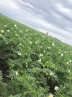 Besan Chickpea Flour - Image 5